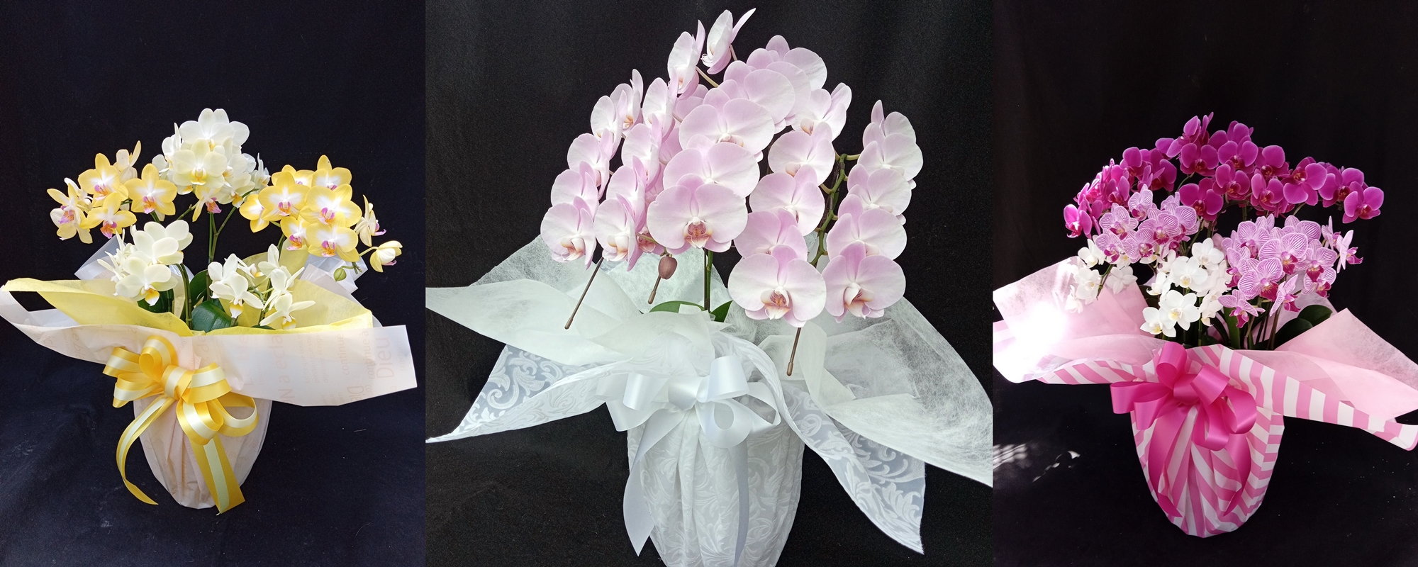 orchids gift